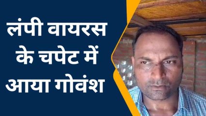 बस्ती में लंपी वायरस ने दी दस्तक, खतरनाक वायरस की चपेट में आए गोवंश