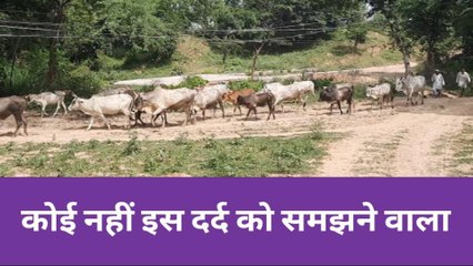 झांसी: सूखे की चपेट और अन्ना जानवरों की भरमार, कर रही धरतीपुत्रों को बर्बाद