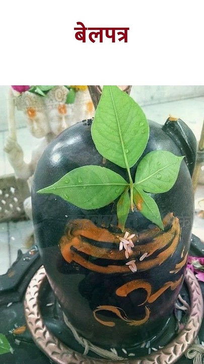 शिवलिंगावर बेलाचे पान अर्पण करण्यापूर्वी लक्षात ठेवा या गोष्टी Bel 