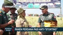 Kodim Pekalongan Panen Perdana Padi Anti Stunting Hasil Kerjasama dengan Unsoed Purwokerto