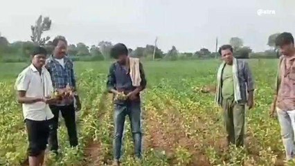 खंडवा: बारिश नहीं होने से सोयाबीन की फसले हुई प्रभावित, किसानों ने जताई चिंता