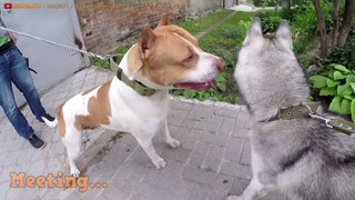 Pitbull VS Husky - Husky VS Pitbull Real - Blondi Foks