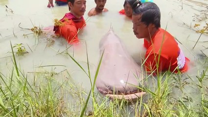 Angler catches engangered 6ft-long catfish in Thailand