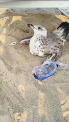 Due gabbiani salvati sulla spiaggia di Gela