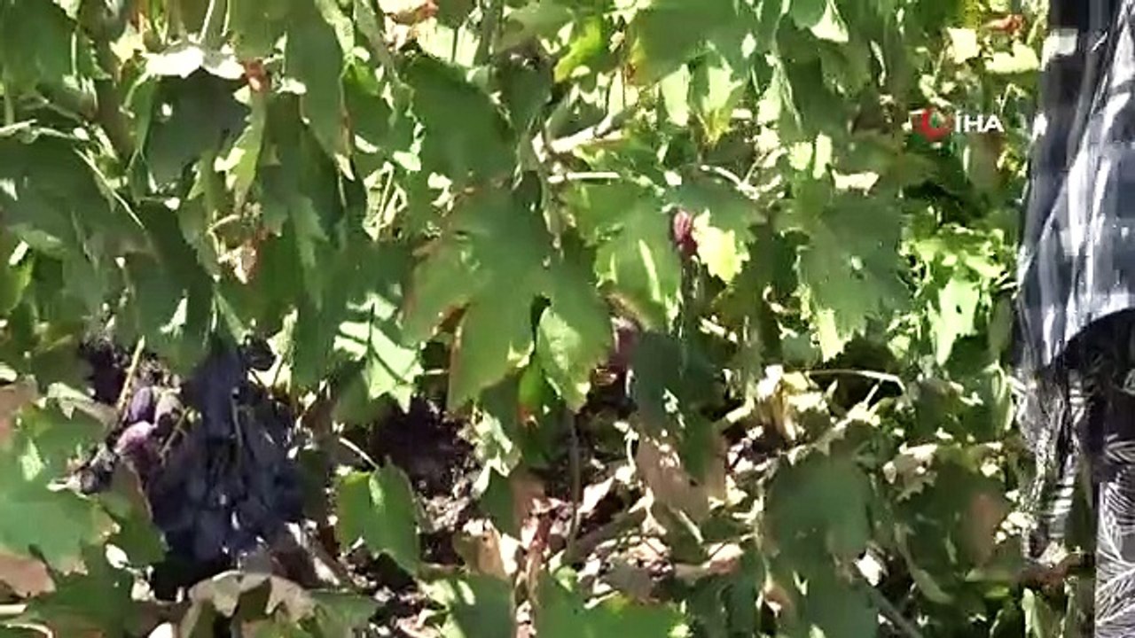 Début du processus de vendange et de séchage des raisins à Kilis