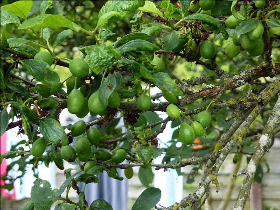 Arbres - Musique : Reel à Marie-Pier (traditionnel québécois) - Eric : guitare, mandoline.