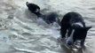 Dog Accidentally Slips and Gets Submerged in Water While Walking Inside River