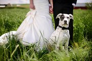 Cosas A Tener En Cuenta Antes De Llevar Tu Perro A Tu Boda