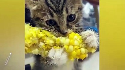 Yediği mısırı bırakmak istemeyen yavru kedi