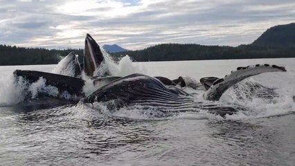 Pod Of Humpback Whales Breach And Rock Fishing Boat | Wild-ish TV