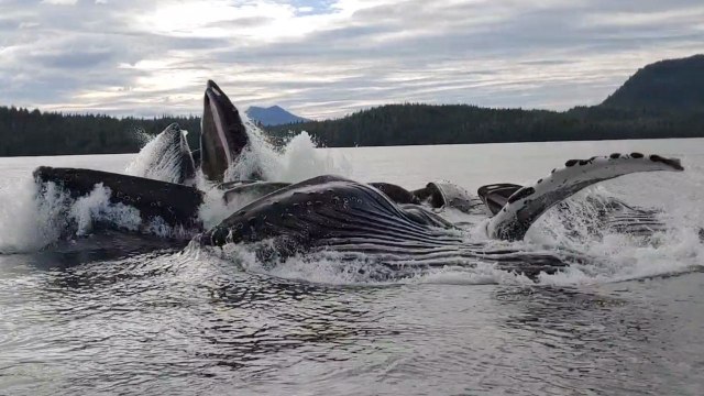 Pod Of Humpback Whales Breach And Rock Fishing Boat | Wild-ish TV