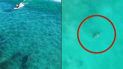 Bull Shark Swims METRES from Oblivious Surfers