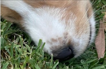 Jada Pinkett-Smith welcomes new dog into family home