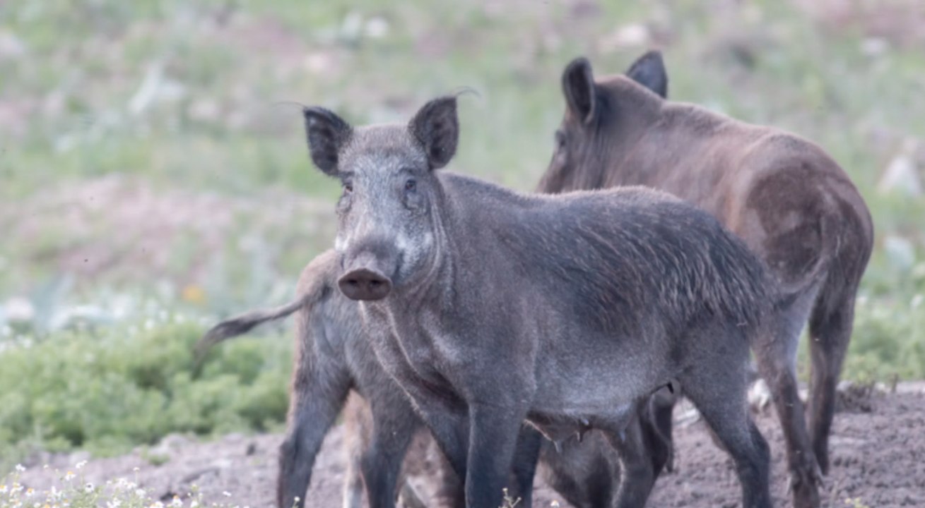5 Wildschweine jagen Jugendliche auf einen Baum