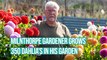 Milnthorpe gardener grows 350 dahlia flowers in his garden