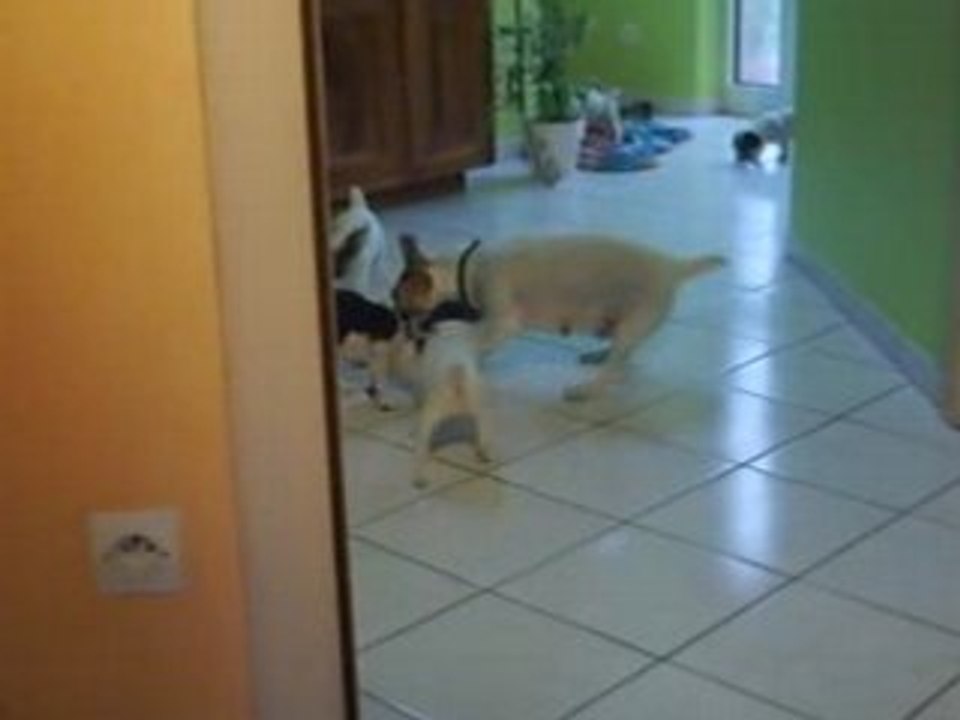 mon petit chien CARAMEL