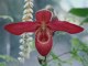 orchidées detente parmi les fleurs