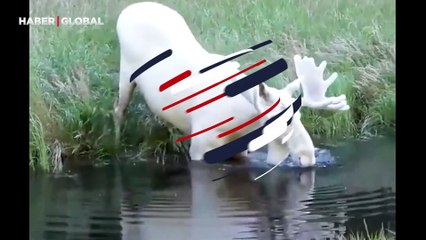 Nadir görüntülenen albino geyik, suda kuğu gibi süzüldü