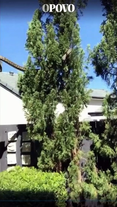 Cobra píton de 5 metros sai de telhado e escala árvore na Austrália