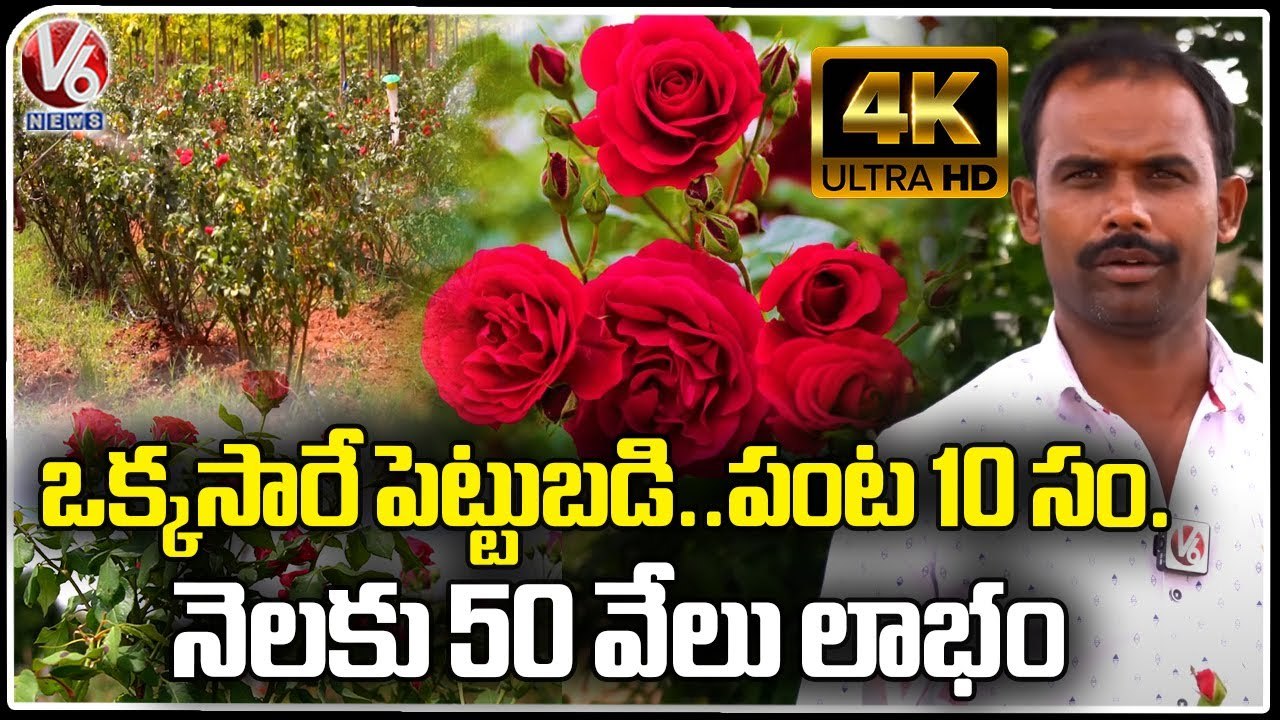Man Earns Huge Profits With Rose Flowers Farming _ Ranga Reddy _ V6 News (1)