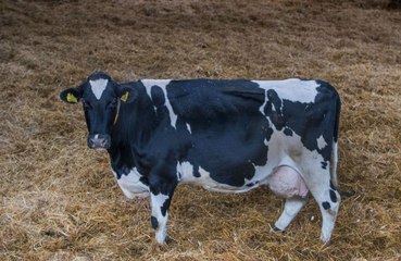 Man faces prison after being caught having sex with a cow
