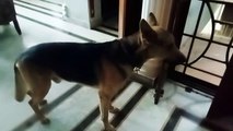 इस कुत्ते के देर रात को भौंकने पर भाग छूटे चोर, बच गया कीमती सामान: देखें वीडियो