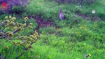 Yaban hayvanları fotokapanla görüntülendi