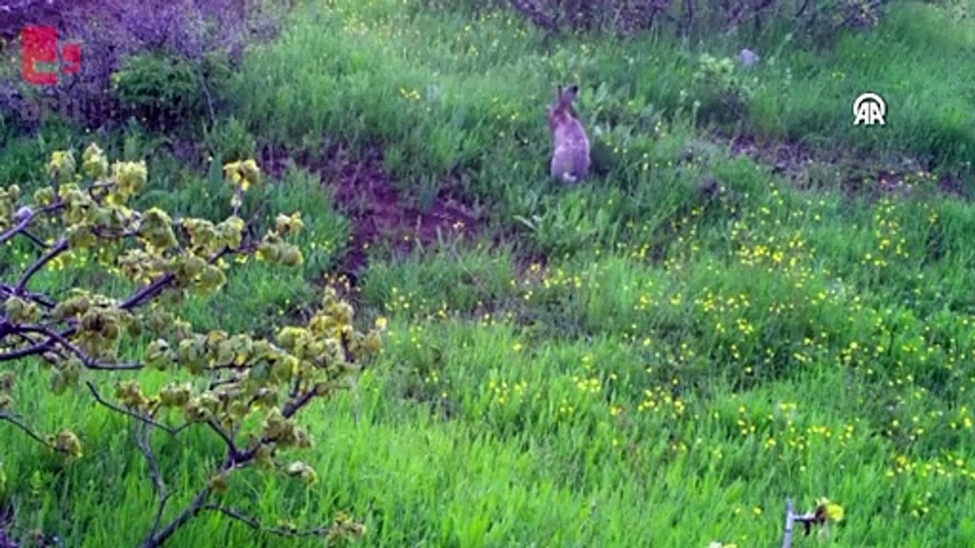 Yaban hayvanları fotokapanla görüntülendi