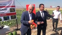 Un revenu de 1 milliard 200 millions de lires est attendu de la récolte de pastèques à Muş