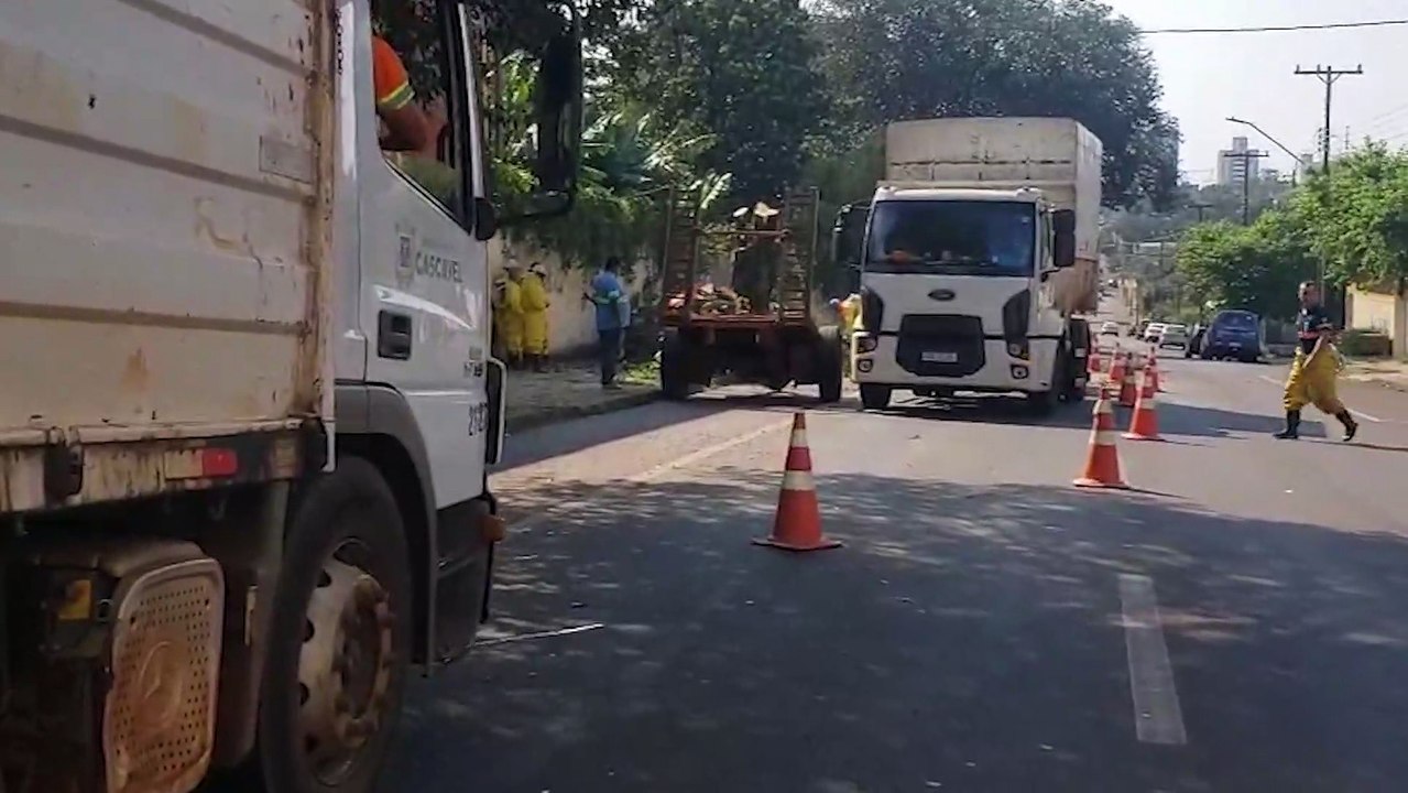 Árvore precisa ser cortada para a retirada de um grande enxame de abelhas no Centro