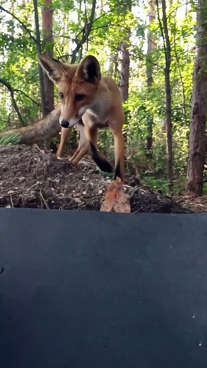 Curious Fox dit bonjour