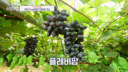 [#신랑수업] 여자친구가 생긴다면 꼭 데리고 오고 싶었던 그곳? 비닐하우스를 보고 깜짝 놀란 소영! #데이트코스 #첫데이트