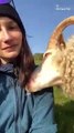 Woman's Amusing Response to Attention-Starved Pet Sheep Will Make You Smile!   PETASTIC