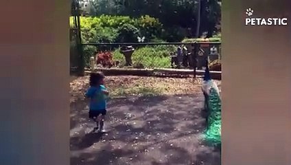 Animals Are Hilarious Watch, LAUGH & RELAX   PETASTIC