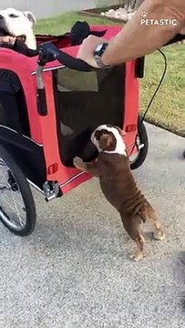 Adorable Bulldog Puppy Eager to Assist with Stroller Pushing! PETASTIC