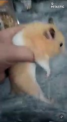 Meet the Hamster with Twinkling Cheeks like a Police Car!   PETASTIC