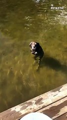 Otto the Water-Loving Dog Chasing Rocks with Joy!   PETASTIC