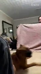 The Ultimate What the Fluff Challenge Reactions   PETASTIC