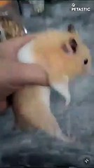 Cute hamster Whose Cheek Twinkles   PETASTIC