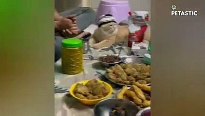 Happy Cats never fail to make us laugh   PETASTIC