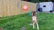 Adorable Puppy Doing Funny Things,  It's TIME for SUPER LAUGH!   PETASTIC