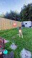 Adorable Puppy Doing Funny Things,  It's TIME for SUPER LAUGH!   PETASTIC