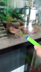 The Funniest Animal Moments Caught on Camera   PETASTIC