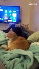 Cats, funniest creatures in animal kingdom   PETASTIC