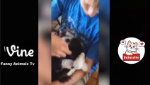 Best Funny Animal Videos Of The 2023  - Funniest Cats And Dogs Videos  Funny cat & dog videos  (14)