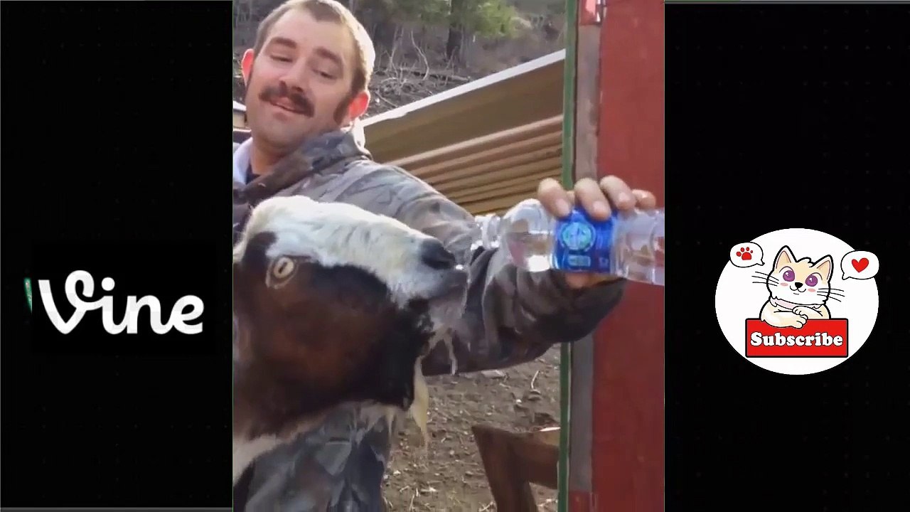 Best Funny Animal Videos Of The 2023  - Funniest Cats And Dogs Videos  Funny cat & dog videos  (19)