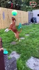 TOP HIGHLIGHTS of FUNNY PUPPIES that will make you LAUGH   PETASTIC