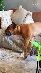 You just CAN'T BE BORED watching funny PETS and ANIMALS   PETASTIC