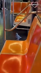 Funny BIRDS will make you LAUGH YOUR HEAD OFF   PETASTIC