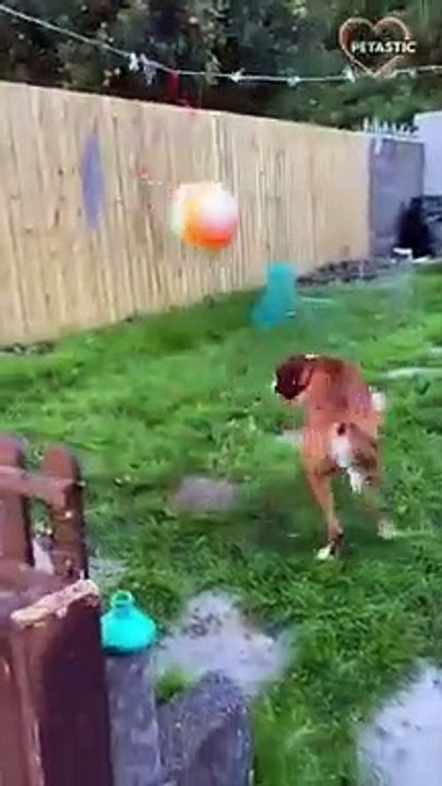 Savage and smart dogs, unbeliveble, SEE FOR YOURSELF!   PETASTIC